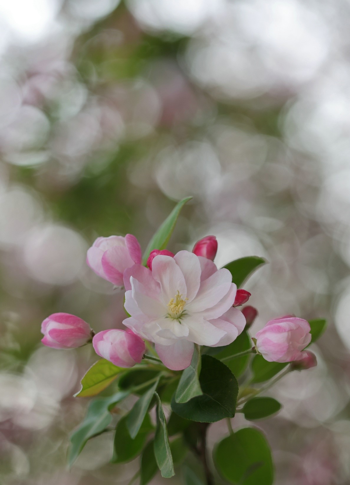 1625214170882374.jpg 1.jpg