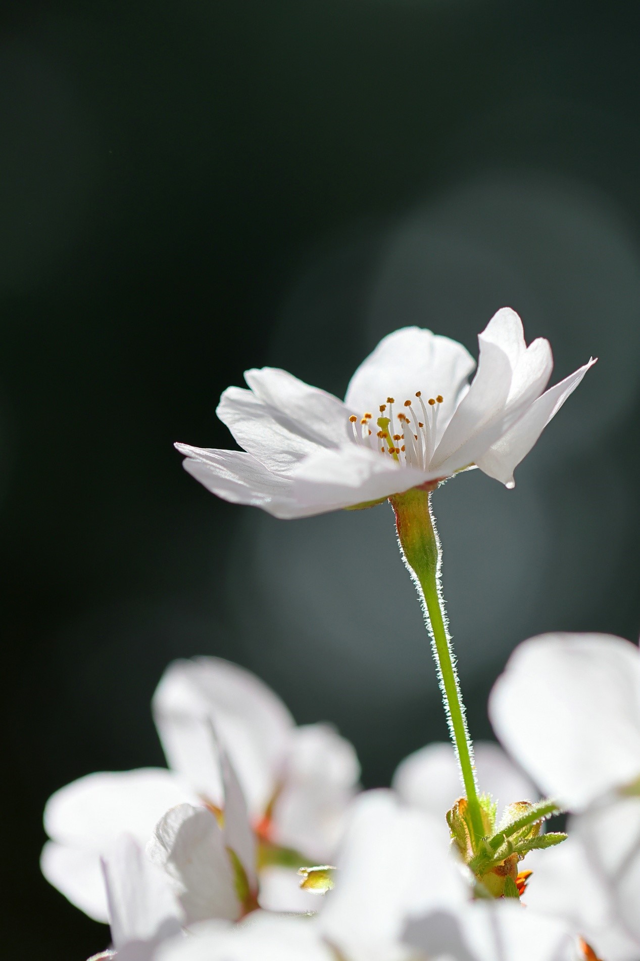 1625214398519472.jpg 3.jpg